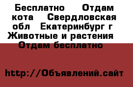 Бесплатно !!! Отдам кота! - Свердловская обл., Екатеринбург г. Животные и растения » Отдам бесплатно   